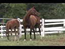 Liaisonne - Oldenburg Mare For Sale by Frohwind Liaisonne - Oldenburg Mare For Sale by Frohwind