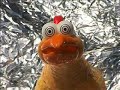 Pollito, Chicken. Gallina, Hen.