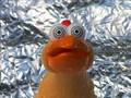 Pollito, Chicken. Gallina, Hen.