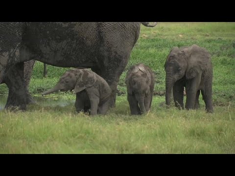 Kenia: Zwillingsnachwuchs im Elefantenreservat Amboseli ...