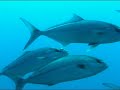 www.turkdivers.com