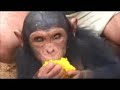 the papaye project is an orphanage created by patricia, a french lady, that adopts baby chimpanzees and protects them in a wonderful island reserve in the sanaga river