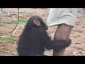 The World Offroad in 800 days - Chimpanzees in Cameroun