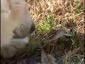 Chance, the dog who loved turtles