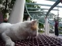 Life of a Singapore Community Cat : Koon-King-Buddy Life of a Singapore Community Cat : Koon-King-Buddy