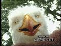 Eagleman (The Original)