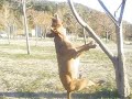PITBULL TORITA HACIENDO PRESA...(parte 2)
