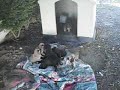 Canitos a andar por todo o lado