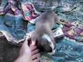 Canitos a andar por todo o lado