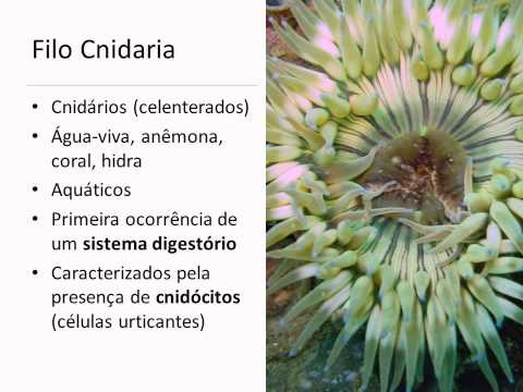 Imagem de Amostra do You Tube