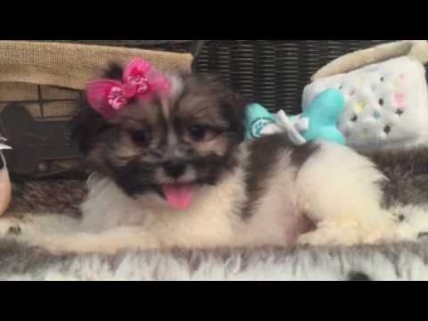 Uniquely adorable Maltipom babygirl