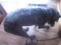 The Crazy Dog Scratches The Floor Кот ушёл ахуй походка I