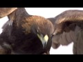 Andrew Zuckerman's Bird