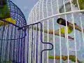 naruto vs sasuke en la jaula naruto vs sasuke en la jaula