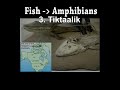 Transitional Fossils I - NEW Transitional Fossils I - NEW