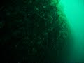 The wreck of the Young
