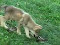 bbc-wildlife-special-wolves-part-3-of-5.html