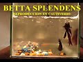 BETTA SPLENDENS