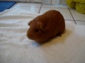 Cute Guinea Pig Cheerio trick