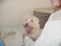 Partie 2 : Éleveur de chiens en perte de contrôle ...