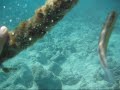 Turks and Caicos Snorkel