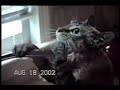 funny kitten funny kitten