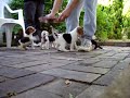 Beagle puppies getting called to lunch