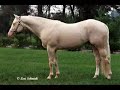 MWS LaCremeDeLaCreme - AQHA Cremello Stallion MWS LaCremeDeLaCreme - AQHA Cremello Stallion