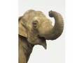 Chammie elephant chant 