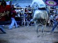 Charrito de Altavista vs Hijo de Camelia Del Rcho. San Jos�
