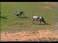 H'MADENA ZEMMOURA BENI DERGOUNE 2004 PART2