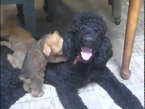 Fantastic Standard Poodle Therapy / Assistance Dog