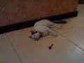 funny cat funny cat
