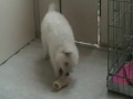 Witte herder pups