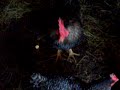 my chickens eating my chickens eating