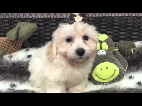 Cream puff, Havanese baby girl