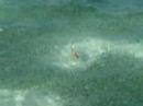small-sharks in olhuveli (maldives)