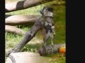 videos de Funny Animal Pics (FUNNY)