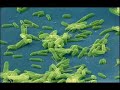 etiology