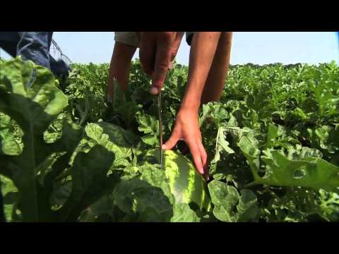 how to harvest watermelon