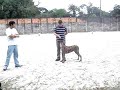 XXI Exposição Especializada de Dogue Alemão