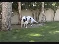 Borzoi @ Play