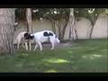 Borzoi video