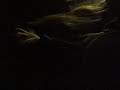 with you- chris brown