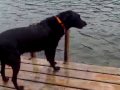 videos de Diego the Diving Dog
