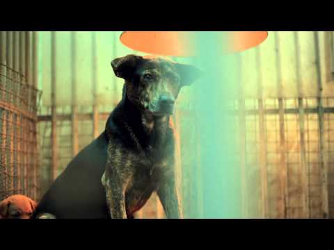 【十二夜 Twelve Nights】前導預告 11月29日上映