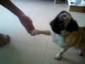 cutie pug knows to distinguish left and right hand!!!