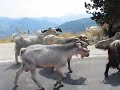 Dog wrangler------hl�da? st�da v Pindos Oros