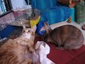 Safran et Paprika 2