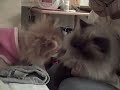Bijou meets Gizmo!